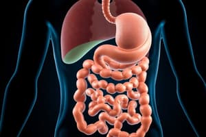 Digestive System Overview and Types