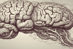 Anatomía del Diencéfalo