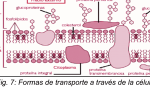 5. Quiz transcripción a ciclo celular 61 a72