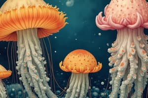 Phylum Porifera (Sponges)