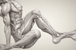 Anatomy of the Lower Limb Quiz