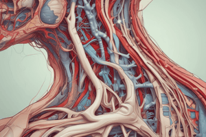 Human Anatomy - Arteries and Nerves Terminology