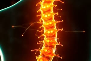 Pain Modulation in the Spinal Cord