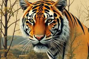 Amur Tiger Conservation Quiz