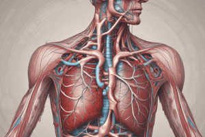 Human Circulatory System Quiz