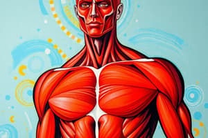 Muscular System Overview