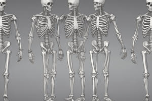 Anatomy: Lower Limb