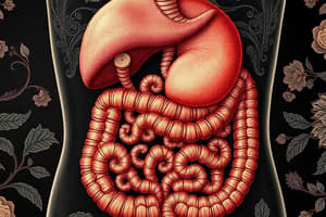 Embryologie de l'appareil digestif