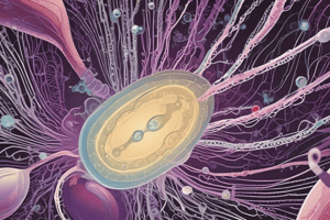 Spermatogenesis and Sperm Production