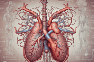 Cardiovascular and Respiratory System Quiz