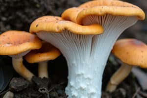 Fungi Reproduction and Ecology