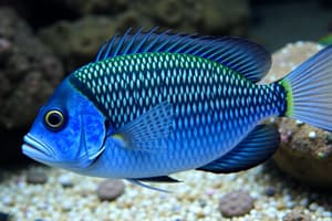 Damselfish Populations and Predation