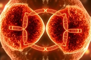 Mitosis stages