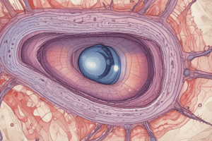 Transitional Epithelium Characteristics