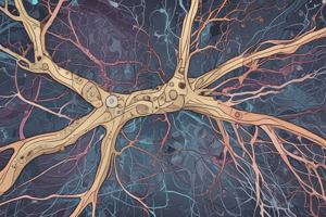 Neurotransmitters and Their Functions