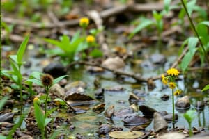 Ecosystems and Their Characteristics Match Quiz