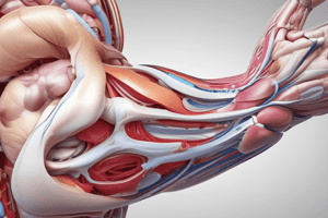 BMS Anatomy Lecture 10 Quiz: Elbow, Radioulnar, and Hand Joints