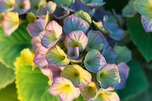 Hydrangea Flower Color and Soil pH Investigation