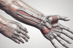 The Wrist Complex: Functions and Movements