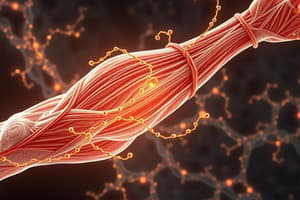 Muscle Contraction Part 3