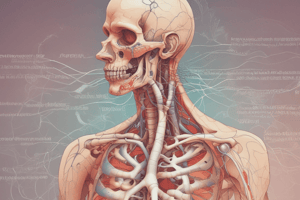 Respiratory System Anatomy