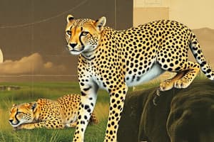 Cheetah Life Cycle Overview