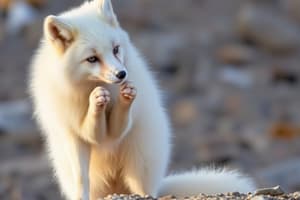 Arctic Fox Quizlet Flashcards