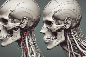 Anatomía I - Músculos del Cráneo