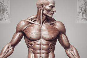 muscoli anatomia