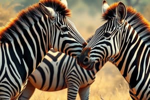 Zebras in Africa