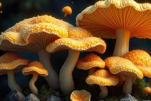 Ch 11 Lesson 2 Identifying Fungi & Actinomycetes