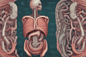 Digestive System Process