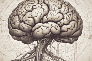 Brain Cortex Structure and Functions