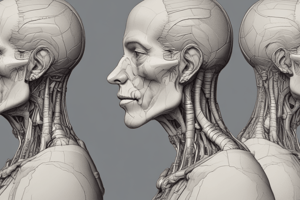 Anatomy of Head and Neck