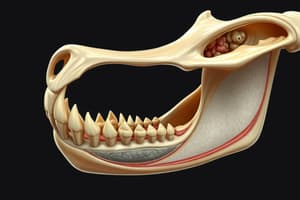 Mandible Growth and Formation