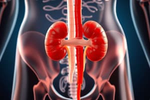 Fisiologia Humana: Sistema Renal