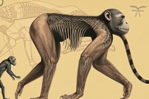 Primate Evolution: Fossils and Origins