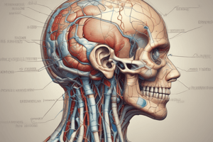 Cranial Nerves Review