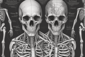 Human Skeletal System Components