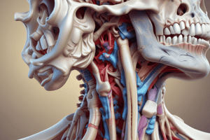 Human Anatomy: Neck and Trunk Quiz