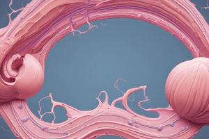 Uterus Structure and Development