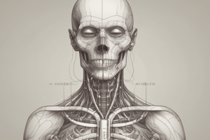 Human Anatomy of the Face and Neck