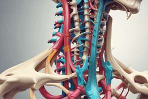 Ligamentos de la Columna Vertebral