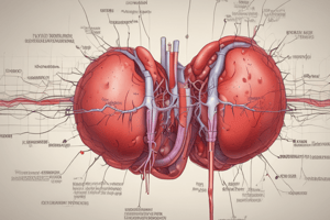 Cardiac Fibers and Action Potential