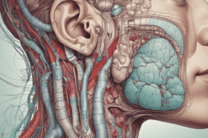 Respiratory System Anatomy Quiz