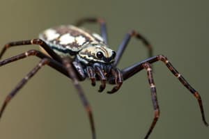 Spider Eating Habits and Hunting Methods