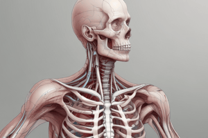 Femoral Triangle Anatomy