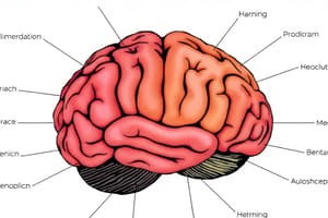 Learning and Memory Overview