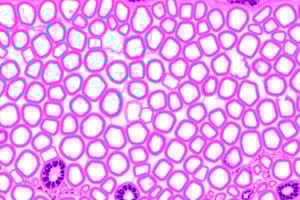 Epithelial Tissue Types