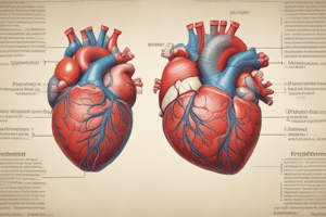 Lecture 1.1a - CVS anatomy